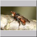 Myopa cf tesselatipennis - Fruehe Buckelblasenkopffliege 06 6mm.jpg